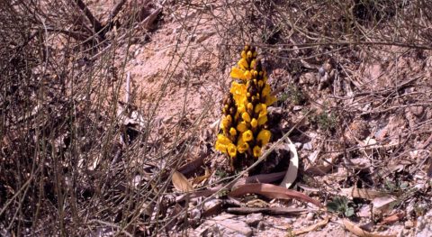 Nieuwe plantbeschrijvingen
