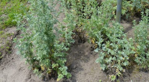 Nieuwe plantbeschrijvingen