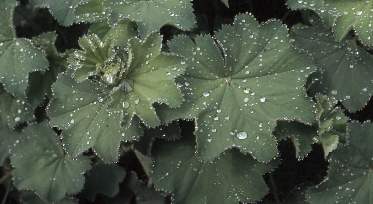 Nieuwe plantbeschrijvingen