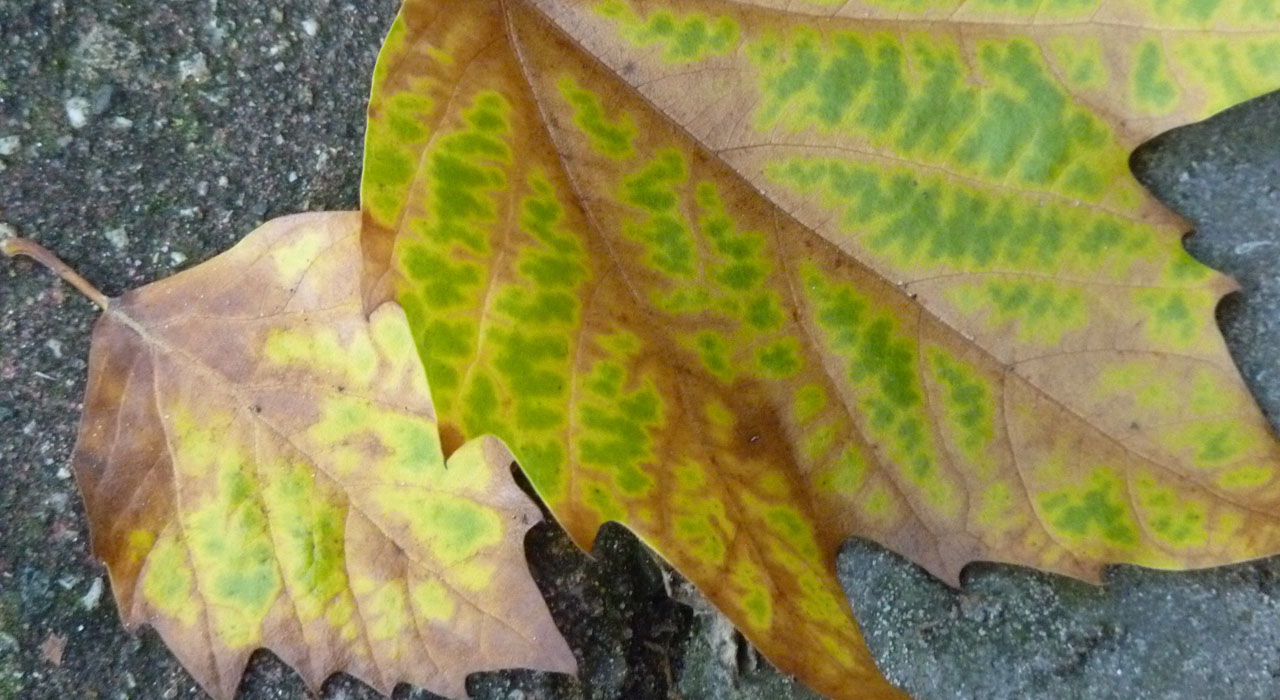 Plantanen