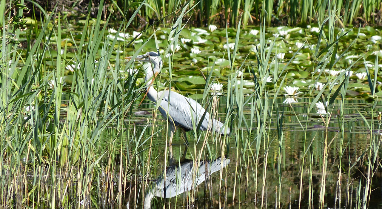 Reigers