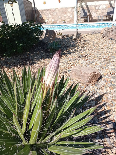 agave uitloop bloeistengel