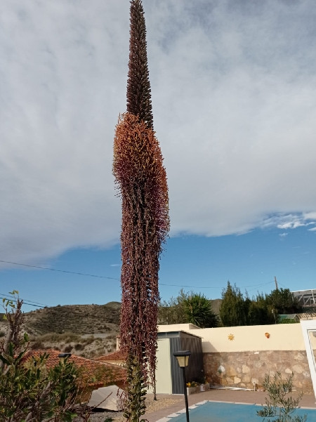 agave gedeelte bloei