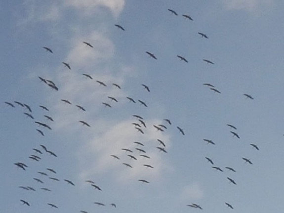 ooievaars massaal op trek