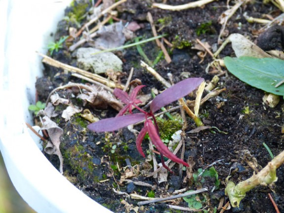 Kiem sieresdoorn IVN Valkenswaard-Waalre