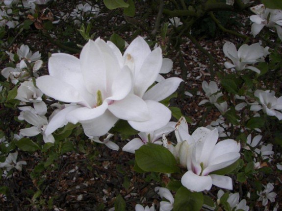Magnoliabloemen IVN Valkenswaard-Waalre