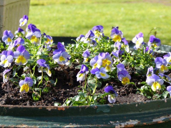 Winterviooltjes IVN Valkenswaard-Waalre