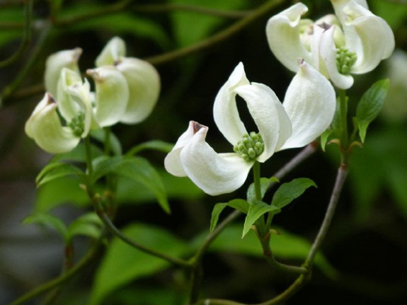 Dogwood bloei, IVN Valkenswaard-Waalre