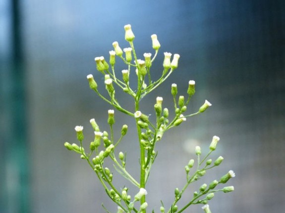 Canadese fijnstraal in knop IVN Valkenswaard-Waalre