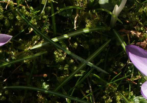 krokusbladeren