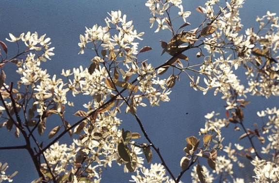 bloeiende krentenboom