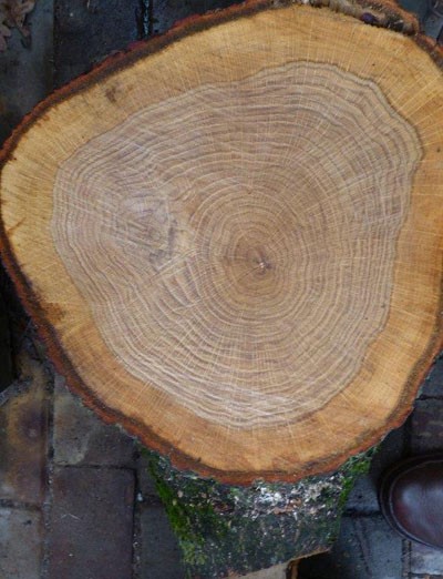 eik doorsnede totaal