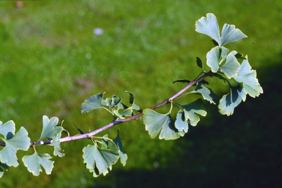 Ginkgo biloba tak