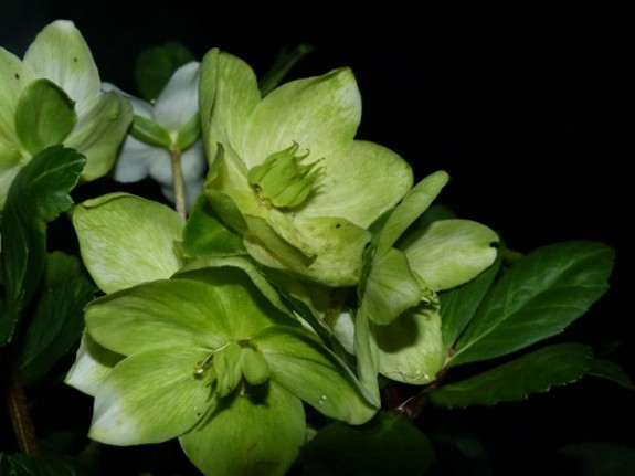 Kerstroos - Helleborus niger