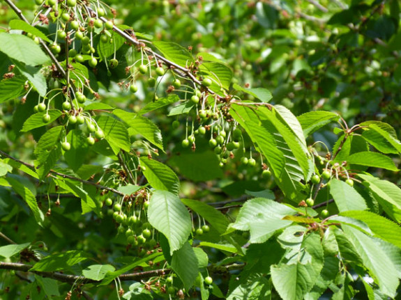 groene kersen