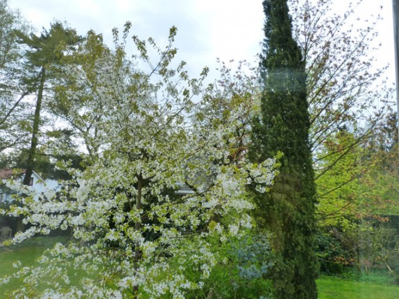 Eucalyptus tussen kersenboom en cypres