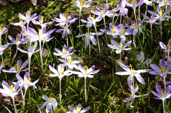 Boerenkrokus bloei