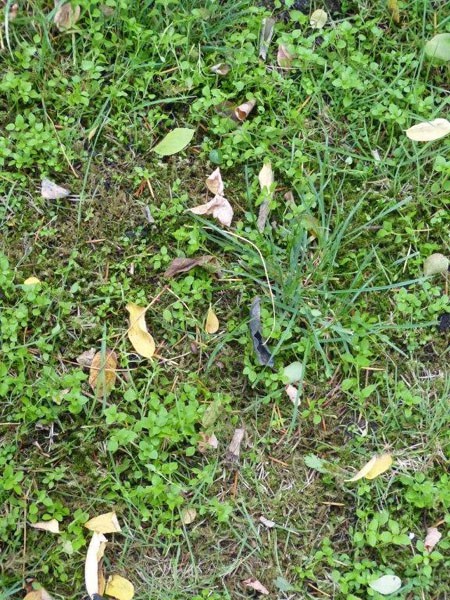 minigroen grasveldgroen