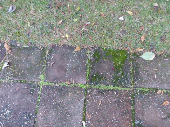 minigroen tegelgroen