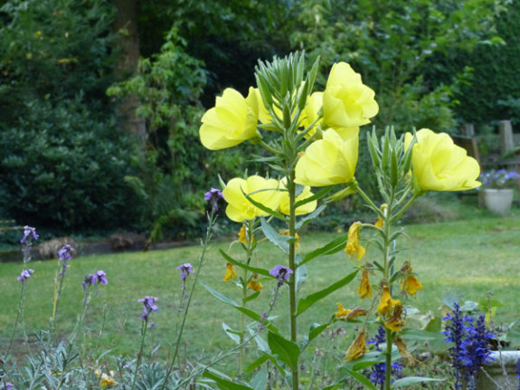 teunisbloem gewone bloei