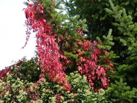 Wingerd 2 herfstkleuren