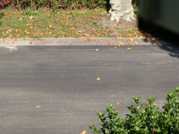 bladval na zonnebrand plataan