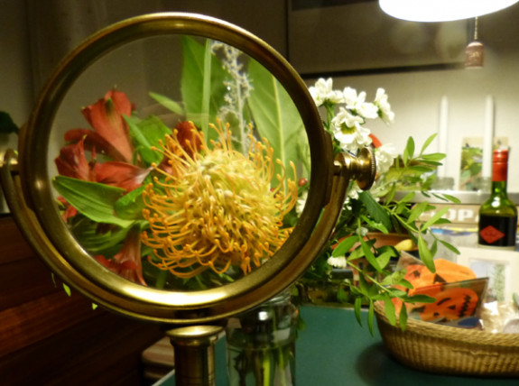 leucospermum in bos bloemen