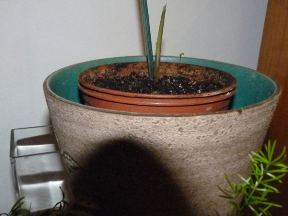 hergroei tiengebodenplant