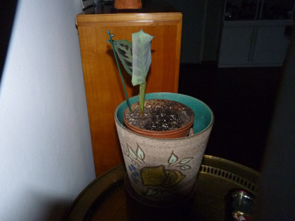 tiengebodenplant in nachtstand