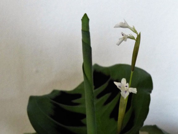 Tien geboden plant, bloei