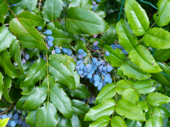 Mahonia vruchten
