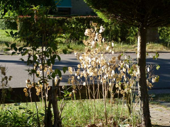 judaspenning vruchten