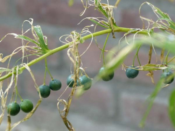 salomonszegel vruchten