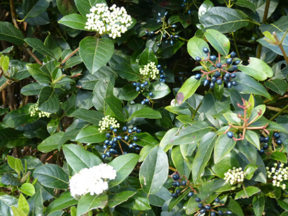 Viburnum tinus vruchten