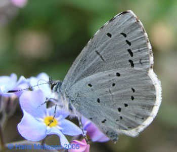 boomblauwtje vlindertuin IVN Valkenswaard-Waalre