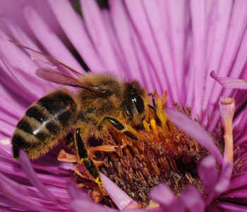 honingbij vlindertuin IVN Valkenswaard-Waalre