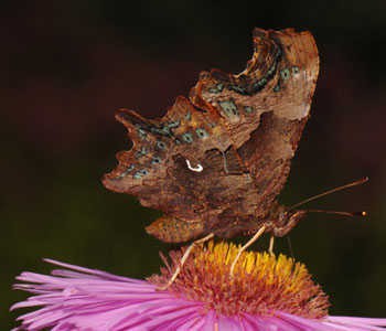 gehakkelde aurelia vlindertuin IVN Valkenswaard-Waalre
