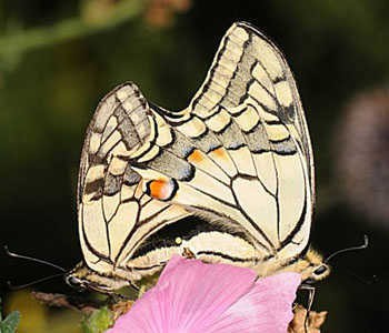 parende koninginnenpages vlindertuin IVN Valkenswaard-Waalre