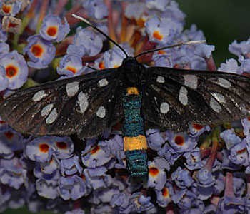 phegeavlinder vlindertuin IVN Valkenswaard-Waalre