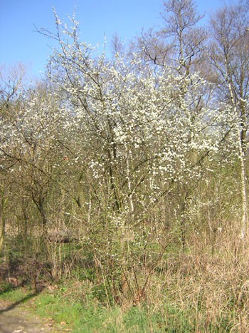 krentenboom vlindertuin IVN Valkenswaard-Waalre