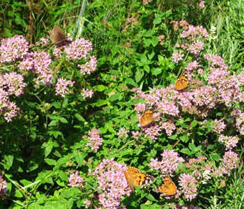 distelvlinderinvasie vlindertuin IVN Valkenswaard-Waalre