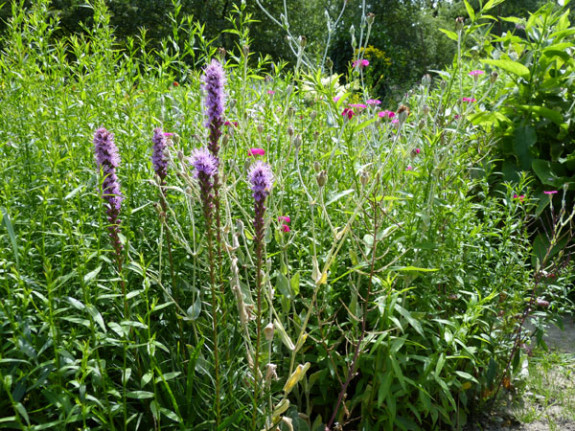 bloemenmix Vlindertuin