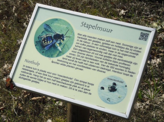 dagpauwoog vlindertuin IVN Valkenswaard-Waalre