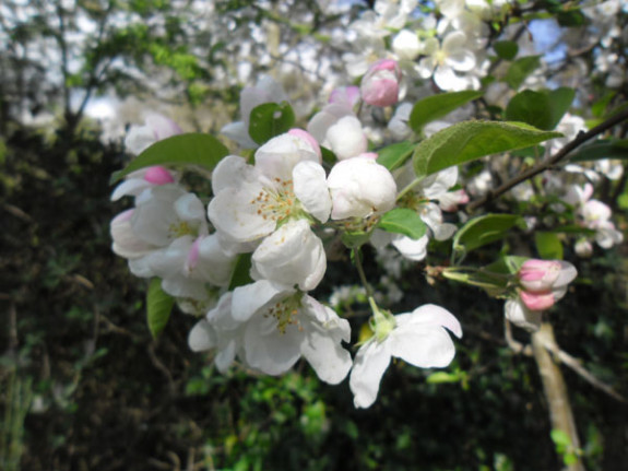 appelbloesem