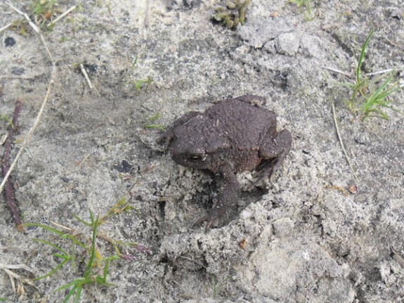 jonge pad