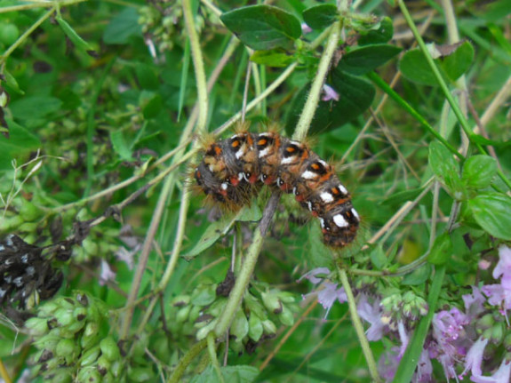 rups zuringuil