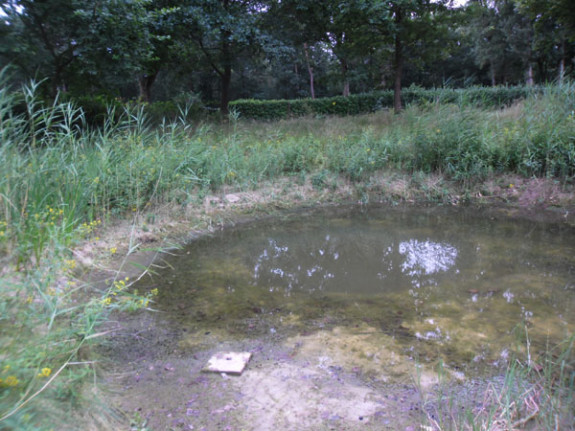 poel vlindertuin, 10-07-2018