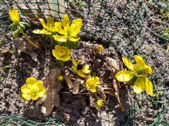 hommel op winterakoniet