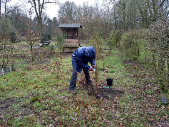 planten in de regen