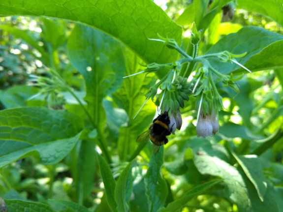 hommel op smeerwortel